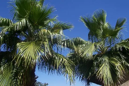 Palm trees in