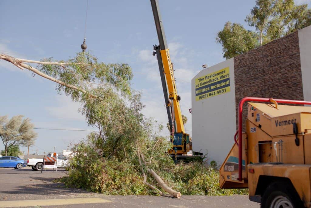 Tree removal expert using climbing gear to remove branches - King's Tree Services