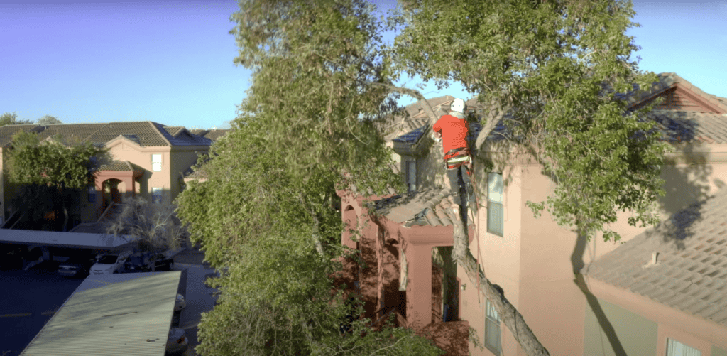 King's Tree Services performing tree pruning - King's Tree Services