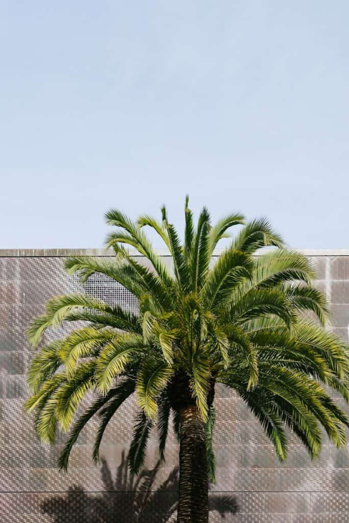 healthy palm tree against a modern building backdrop - King's Tree Services