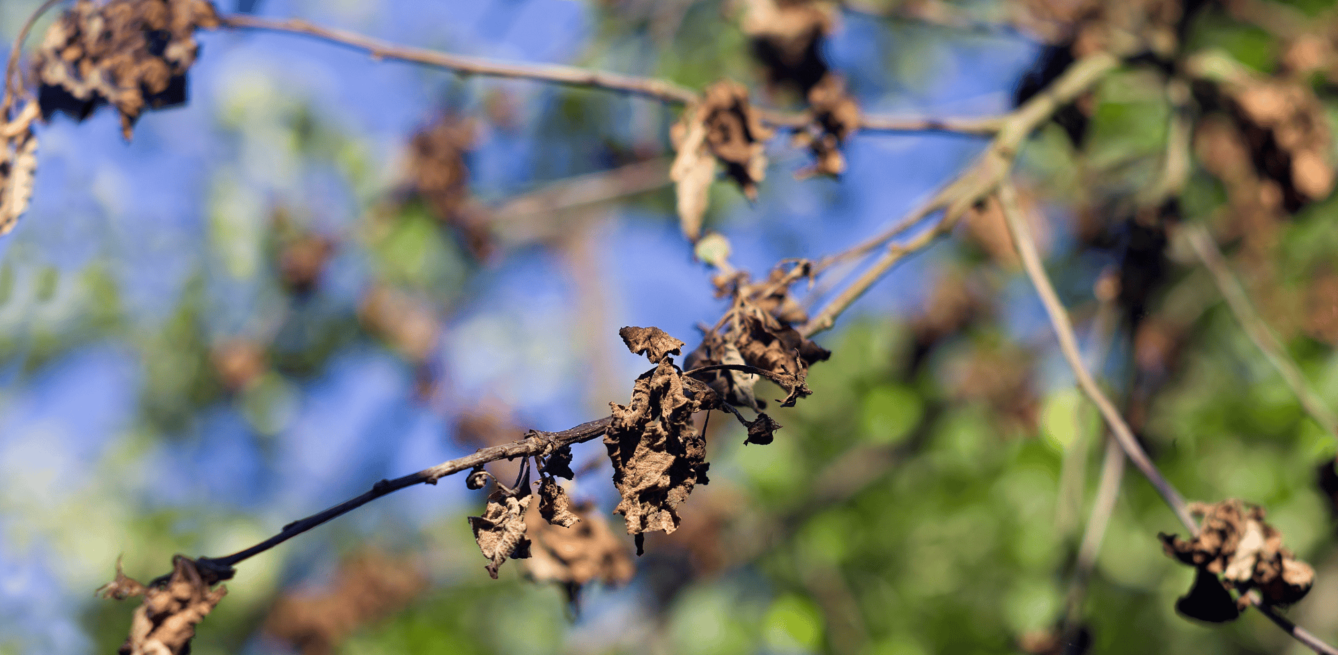 dead tree branch removal - King's Tree Services