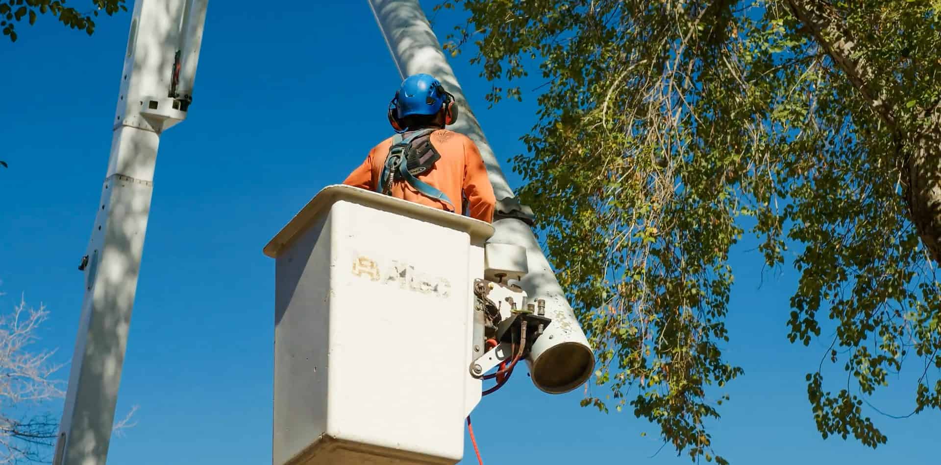 King's Tree Services | Services licensed and insured tree care experts with equipment - King's Tree Services