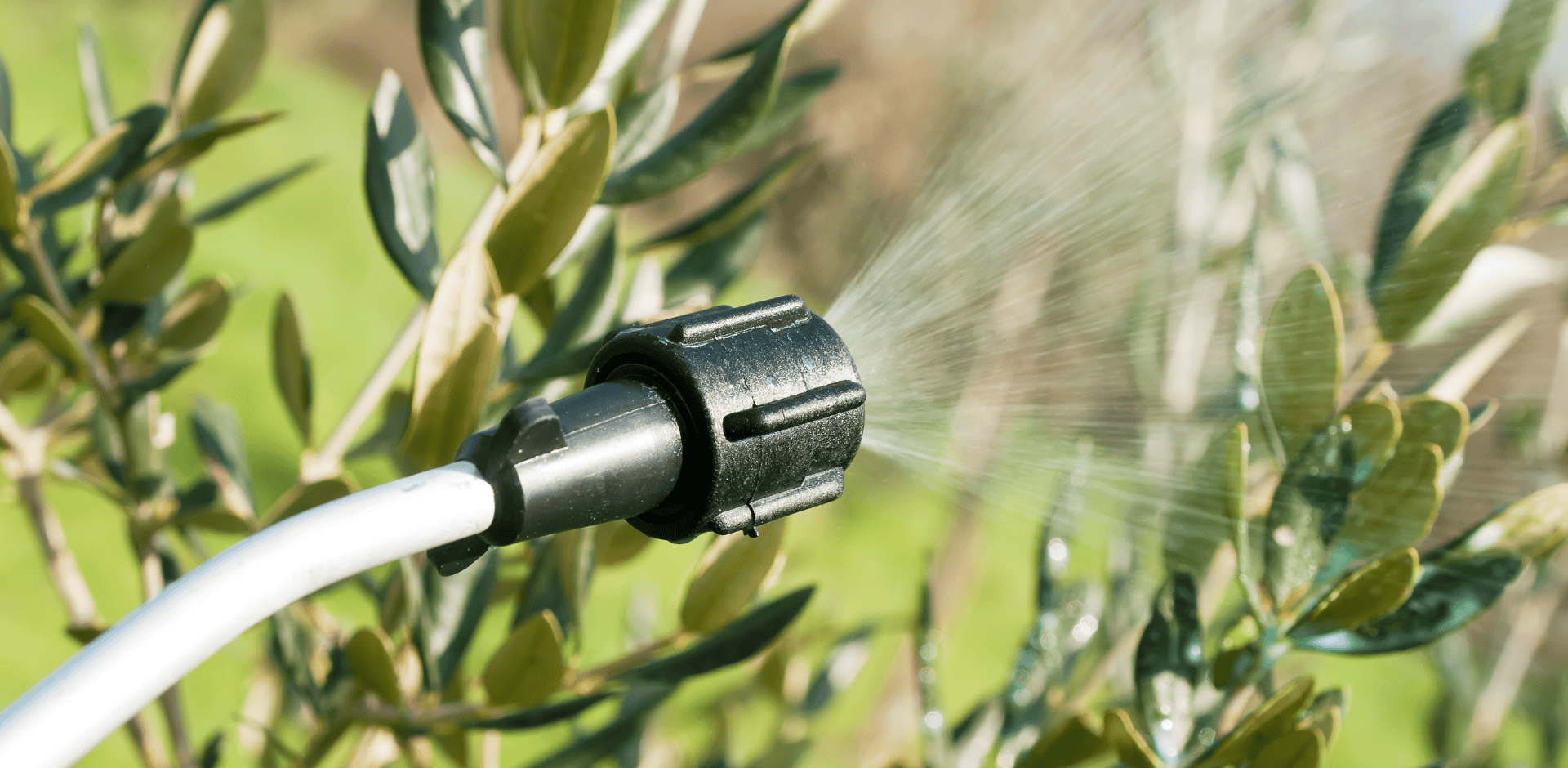 Olive Tree Spraying In Arizona King s Tree Services Olive Tree Spraying In Arizona King s Tree Services