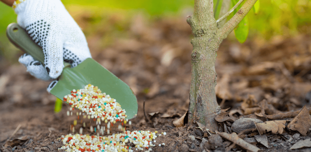 King's Tree Services | Tree Removal and Stump Grinding in Mesa, AZ tree fertilization process - King's Tree Services
