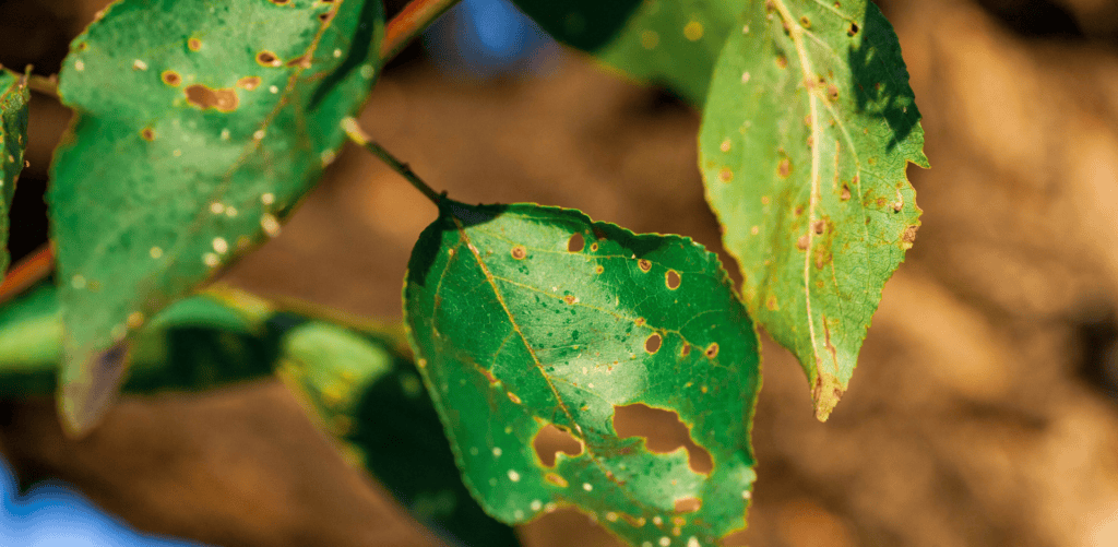tree affected by pest and disease - King's Tree Services
