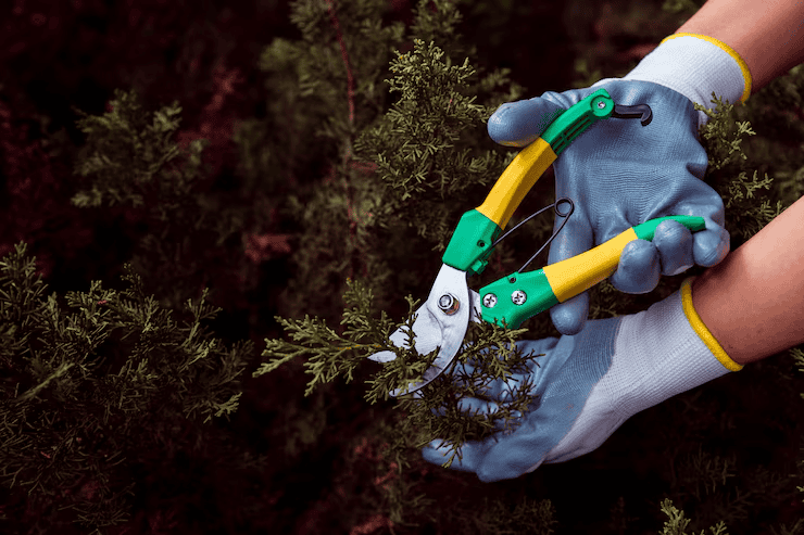 King's Tree Services | The Ultimate Guide to Tree Trimming in Mesa, AZ