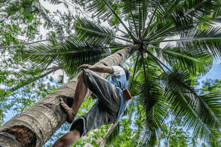 Why Palm Tree Trimming Matters: Key Benefits for Tree Health & Safety 