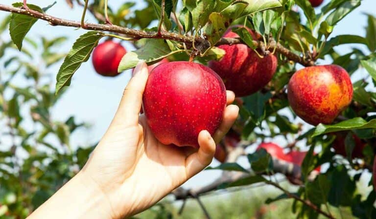 Fruit Picking Season in Queen Creek