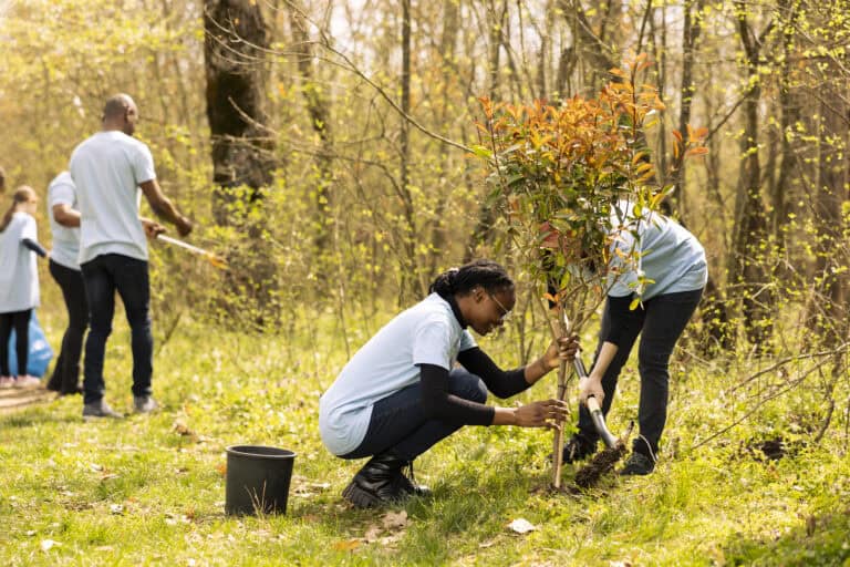 Why Hiring Licensed and Insured Tree Services Matters 
