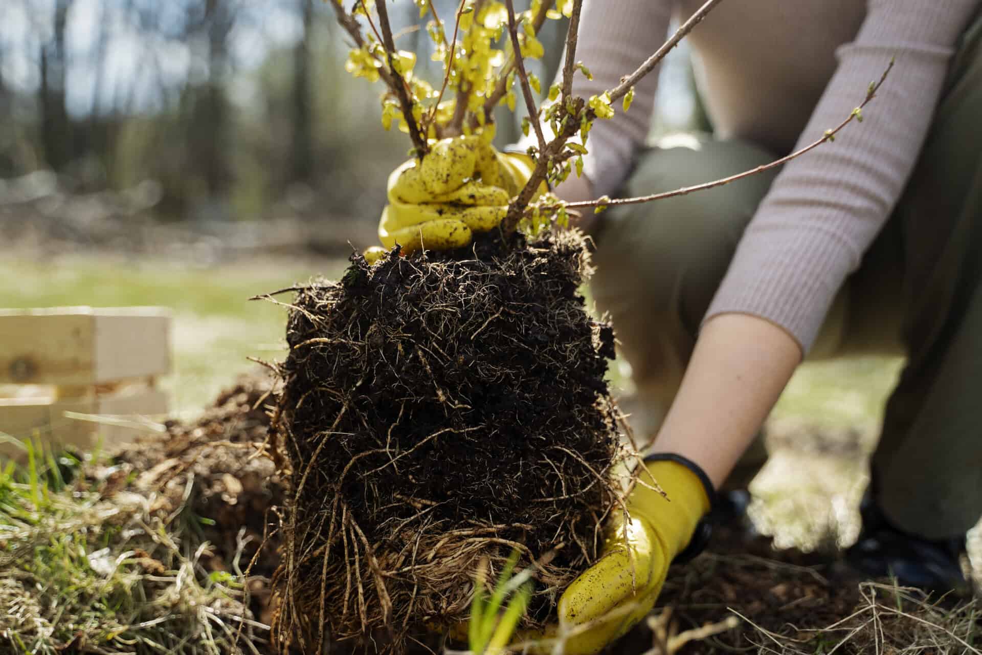 King's Tree Services | The Environmental Benefits of Mulching Your Trees 