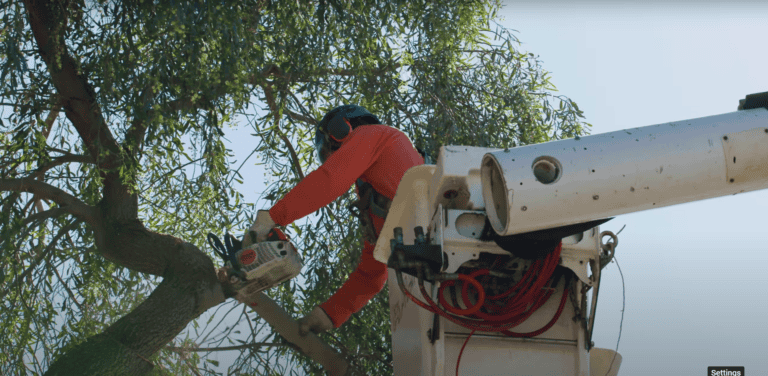 How to Choose a Reliable Tree Removal Service in Phoenix: 7 Things to Look For