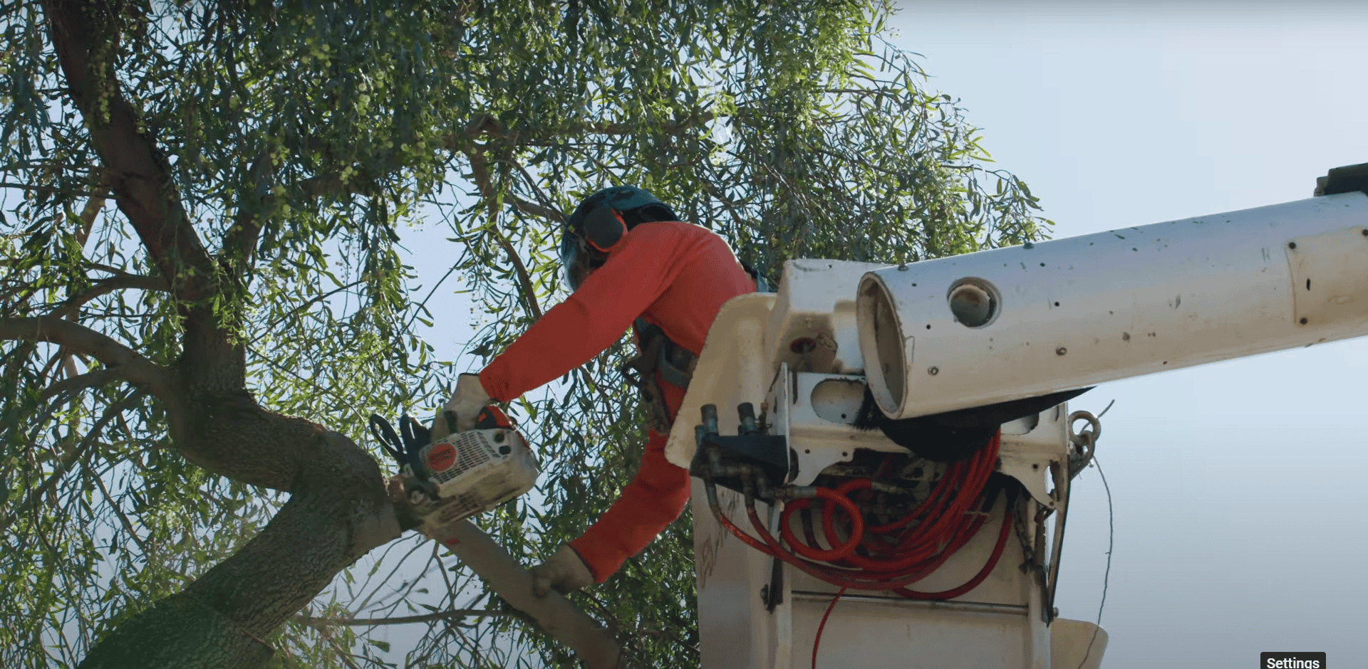 King's Tree Services | Palm Tree Trimming Mesa AZ: Preventing Damage and Promoting Healthy Growth