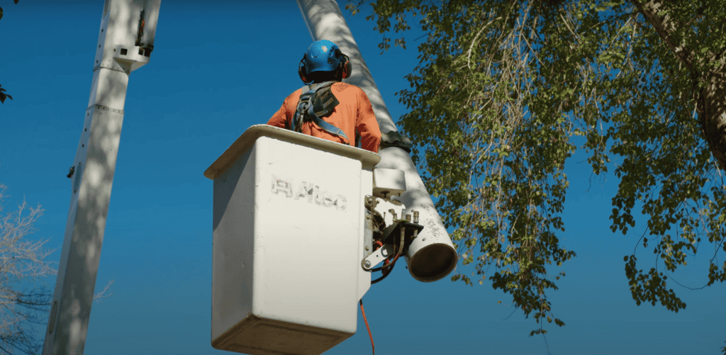 King's Tree Services | palm tree trimming in Sun Lakes