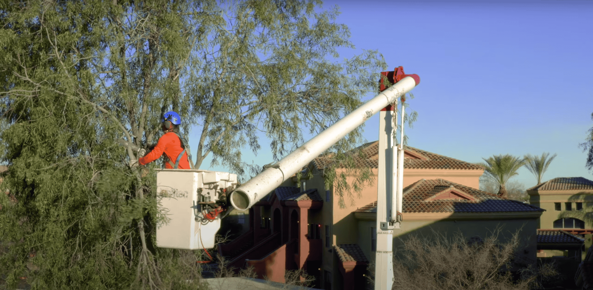 King's Tree Services | Tree Pruning Mesa: Expert Techniques for Stronger, Healthier Growth