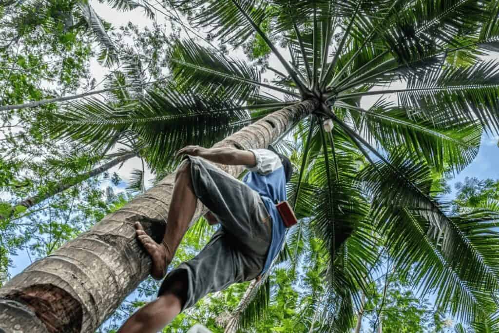 Palm Tree Removal