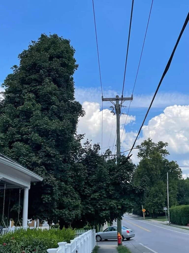 King's Tree Services | 8 Warning Signs Your Tree Needs Immediate Removal