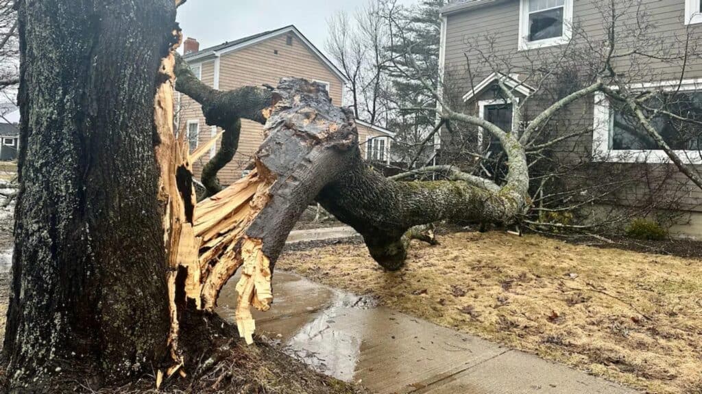 King's Tree Services | 8 Warning Signs Your Tree Needs Immediate Removal