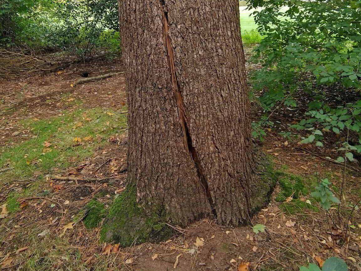 King's Tree Services | 8 Warning Signs Your Tree Needs Immediate Removal