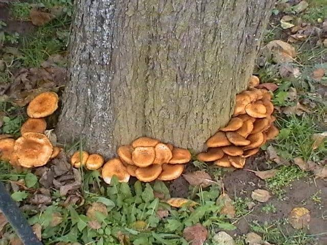 King's Tree Services | 8 Warning Signs Your Tree Needs Immediate Removal