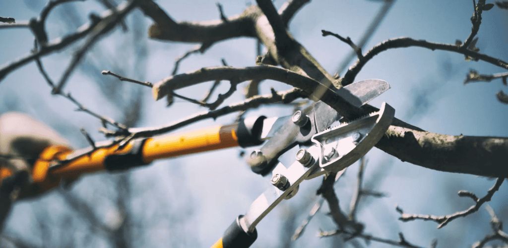 King's Tree Services | Tree Trimming vs. Tree Pruning: Which Service Does Your Tree Really Need?